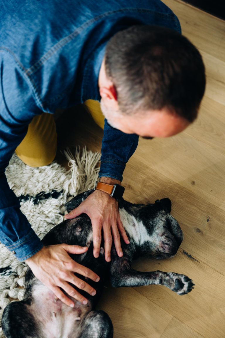 Une personne vêtue d'une chemise en jean et d'une montre connectée au poignet gauche est agenouillée sur un plancher en bois, frottant doucement le ventre d'un chien noir et blanc couché sur le dos sur un tapis à franges. Le chien semble apprécier ce geste affectueux, se prélassant dans un amour inconditionnel.