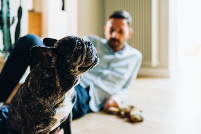 Un bouledogue français tigré est assis au premier plan, le regard tourné vers le haut avec attention. À l'arrière-plan, un homme barbu en chemise bleu clair et pantalon foncé s'appuie contre un radiateur sur un plancher en bois, tenant un jouet pour chien. L'espace intérieur confortable rayonne de chaleur et d'amour inconditionnel entre eux.