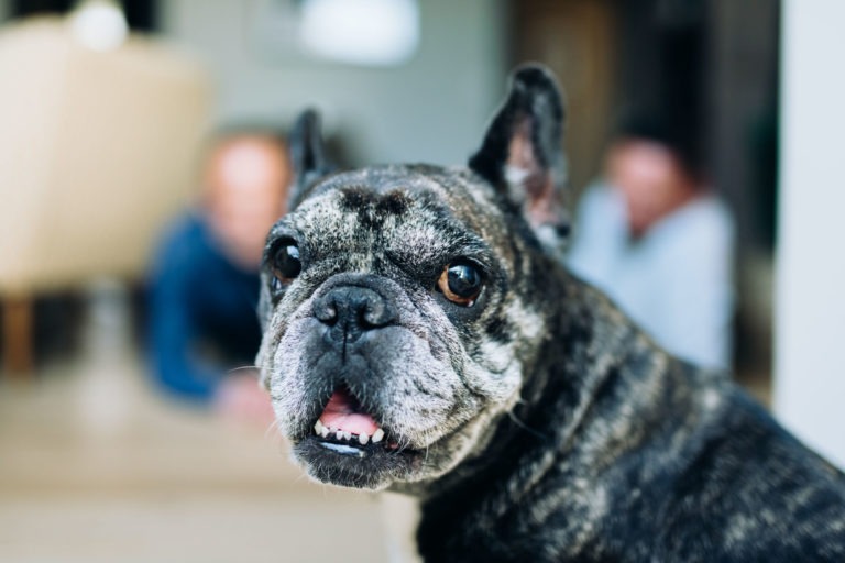 Gros plan d'un bouledogue français tigré regardant la caméra à l'intérieur. Le chien a des yeux sombres et alertes et une bouche légèrement ouverte, montrant ses dents. Dans l'arrière-plan flou, on voit deux personnes allongées sur le sol, partiellement hors champ, suggérant un environnement familial chaleureux rempli d'amour inconditionnel.