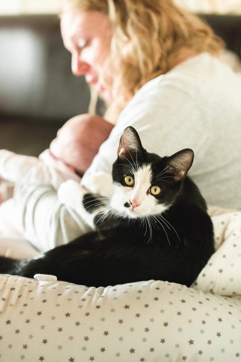 Un chat noir et blanc aux yeux jaunes est assis sur un coussin à motifs étoilés au premier plan, le regard fixé sur la caméra. À l'arrière-plan, une femme aux cheveux blonds tient et regarde un bébé emmailloté. La scène de cette naissance sereine semble douillette et intérieure.