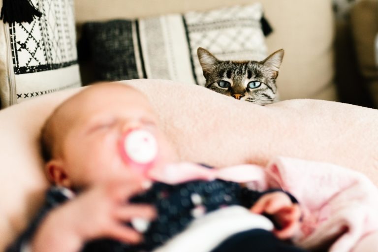 Au premier plan, un bébé avec une tétine, enveloppé dans une couverture, est allongé, flou. À l'arrière-plan, un chat tigré gris aux yeux bleus saisissants, regarde par-dessus le bord de la couverture avec ce regard coup de foudre au feu rouge, regardant directement l'objectif avec une expression curieuse.